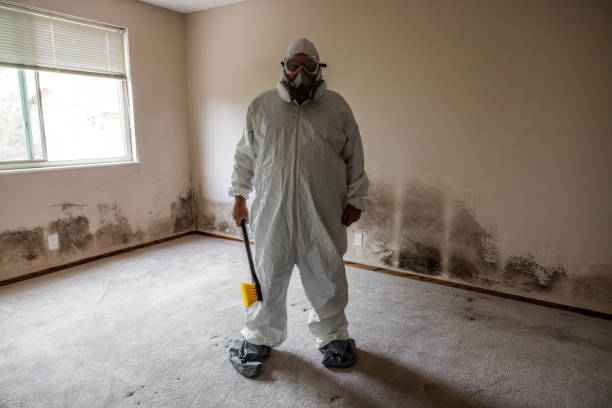 Best Attic Mold Removal  in Lucedale, MS